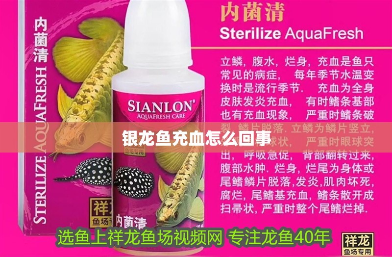 銀龍魚充血怎么回事