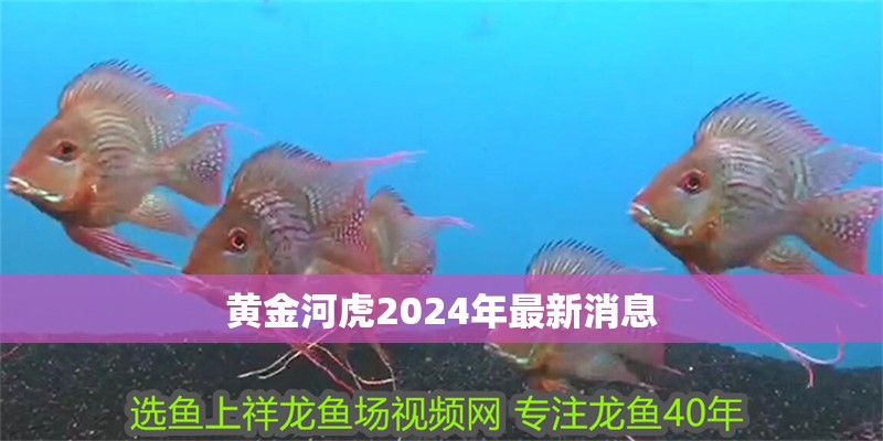 詳細閱讀:黃金河虎2024年最新消息 黃金河虎2024年最新消息