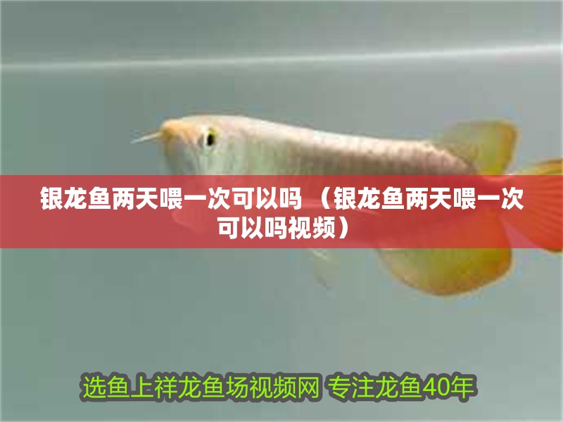 銀龍魚兩天喂一次可以嗎 （銀龍魚兩天喂一次可以嗎視頻）