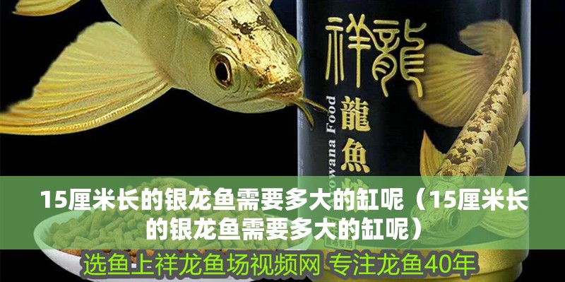 15厘米長的銀龍魚需要多大的缸呢（15厘米長的銀龍魚需要多大的缸呢）