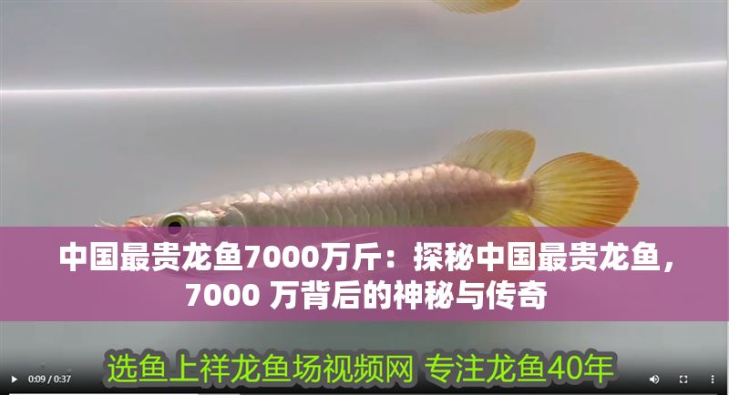 中國最貴龍魚7000萬斤：探秘中國最貴龍魚，7000 萬背后的神秘與傳奇