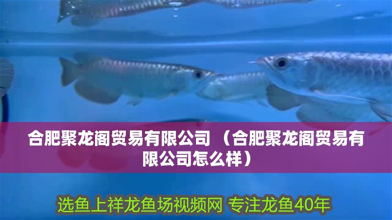 合肥聚龍閣貿易有限公司 （合肥聚龍閣貿易有限公司怎么樣）