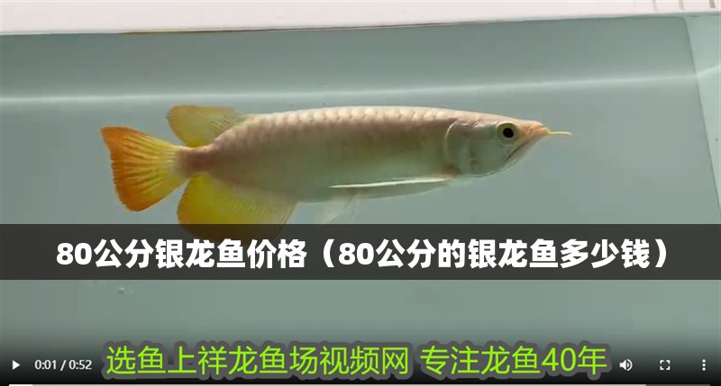 80公分銀龍魚價格（80公分的銀龍魚多少錢）