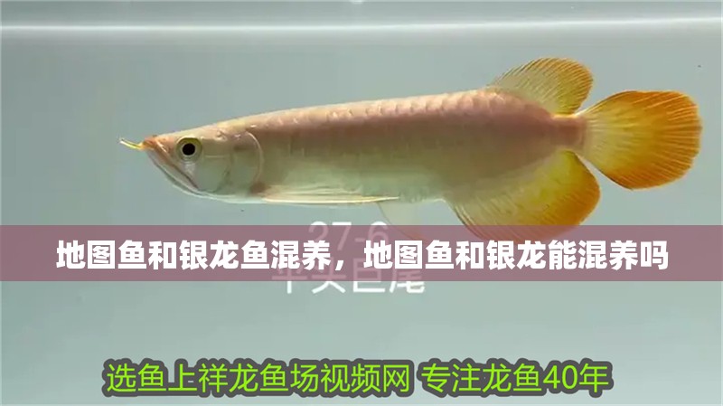地圖魚(yú)和銀龍魚(yú)混養(yǎng)，地圖魚(yú)和銀龍能混養(yǎng)嗎