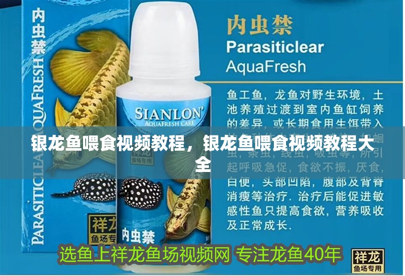 銀龍魚喂食視頻教程，銀龍魚喂食視頻教程大全