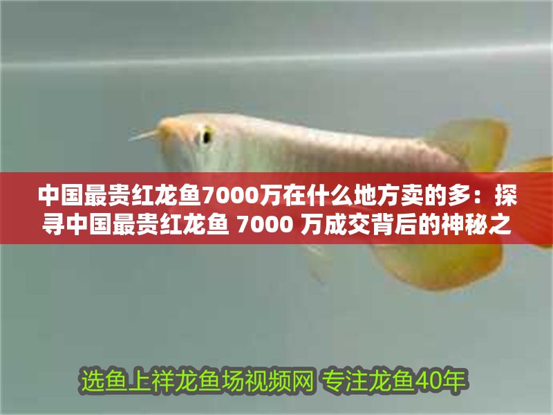 中國最貴紅龍魚7000萬在什么地方賣的多：探尋中國最貴紅龍魚 7000 萬成交背后的神秘之地