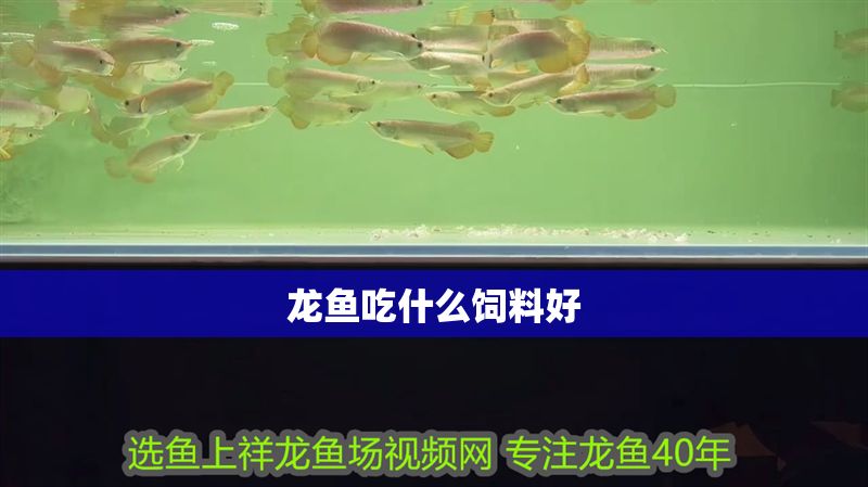 龍魚吃什么飼料好