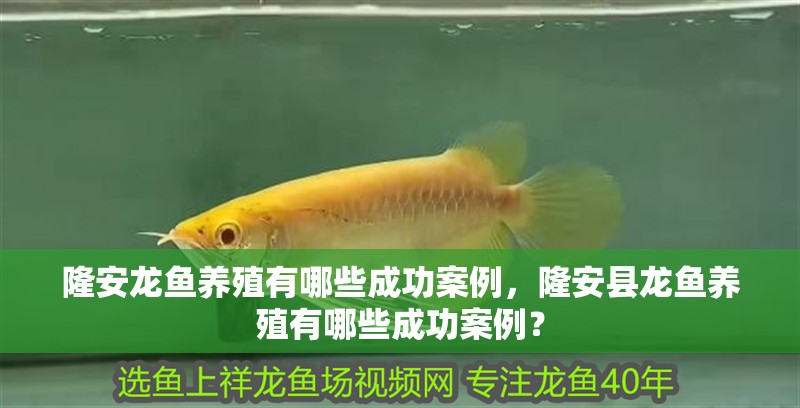 隆安龍魚養(yǎng)殖有哪些成功案例，隆安縣龍魚養(yǎng)殖有哪些成功案例？ 隆安龍魚養(yǎng)殖有哪些成功案例，隆安縣龍魚養(yǎng)殖有哪些成功案例？ 龍魚百科