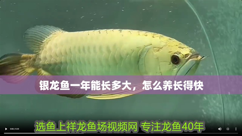 銀龍魚一年能長多大，怎么養長得快