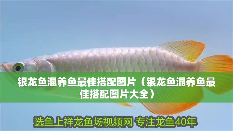 銀龍魚混養魚最佳搭配圖片（銀龍魚混養魚最佳搭配圖片大全）