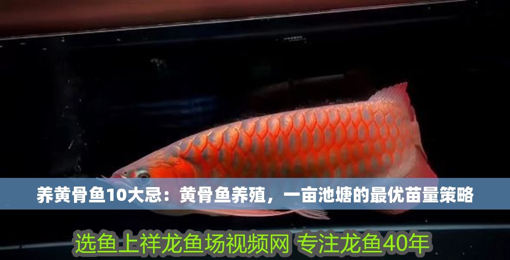 詳細閱讀:養黃骨魚10大忌:黃骨魚養殖,一畝池塘的最優苗量策略 養黃骨魚10大忌:黃骨魚養殖,一畝池塘的最優苗量策略