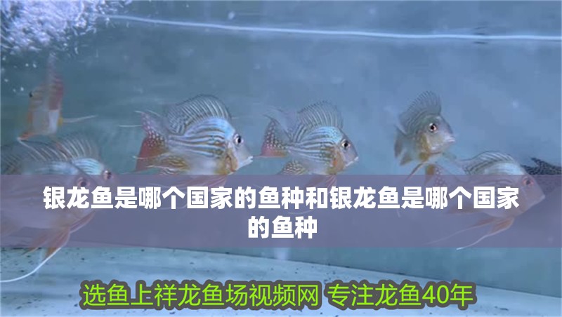 銀龍魚是哪個國家的魚種和銀龍魚是哪個國家的魚種