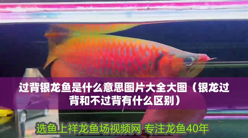 過背銀龍魚是什么意思圖片大全大圖（銀龍過背和不過背有什么區別）