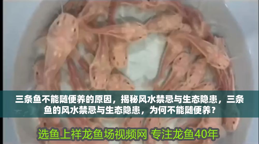 三條魚不能隨便養的原因，揭秘風水禁忌與生態隱患，三條魚的風水禁忌與生態隱患，為何不能隨便養？