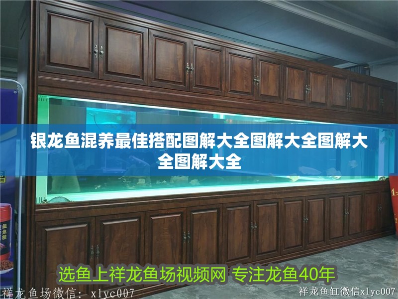 銀龍魚混養最佳搭配圖解大全圖解大全圖解大全圖解大全