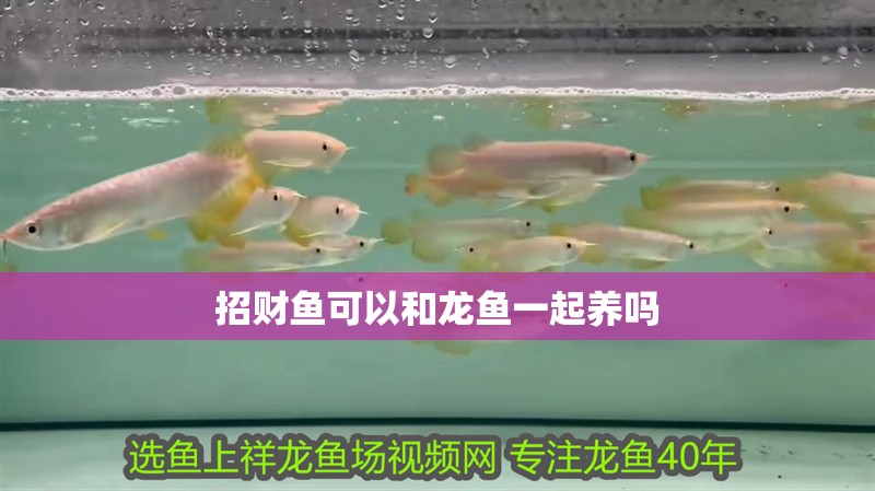 招財(cái)魚(yú)可以和龍魚(yú)一起養(yǎng)嗎 招財(cái)魚(yú)可以和龍魚(yú)一起養(yǎng)嗎 龍魚(yú)百科