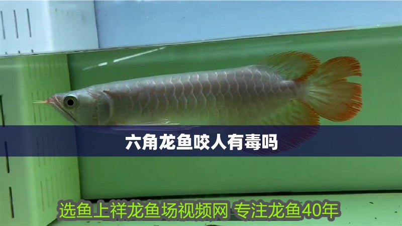 六角龍魚咬人有毒嗎