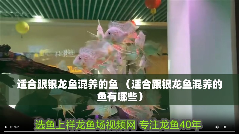 適合跟銀龍魚混養(yǎng)的魚 （適合跟銀龍魚混養(yǎng)的魚有哪些）