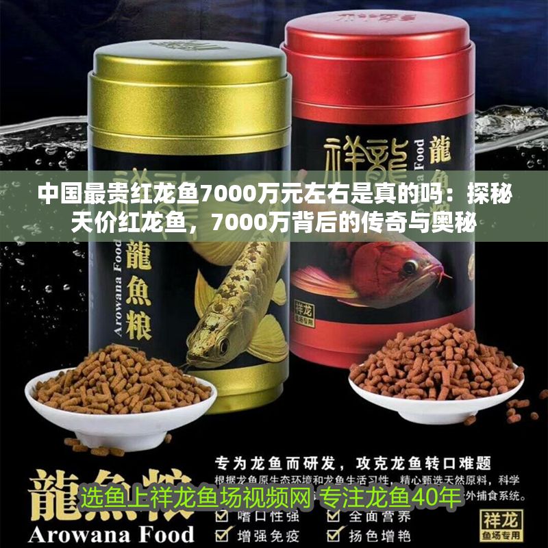 中國最貴紅龍魚7000萬元左右是真的嗎：探秘天價紅龍魚，7000萬背后的傳奇與奧秘