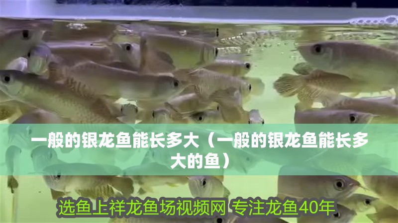 一般的銀龍魚能長多大（一般的銀龍魚能長多大的魚） 一般的銀龍魚能長多大（一般的銀龍魚能長多大的魚） 銀龍魚百科