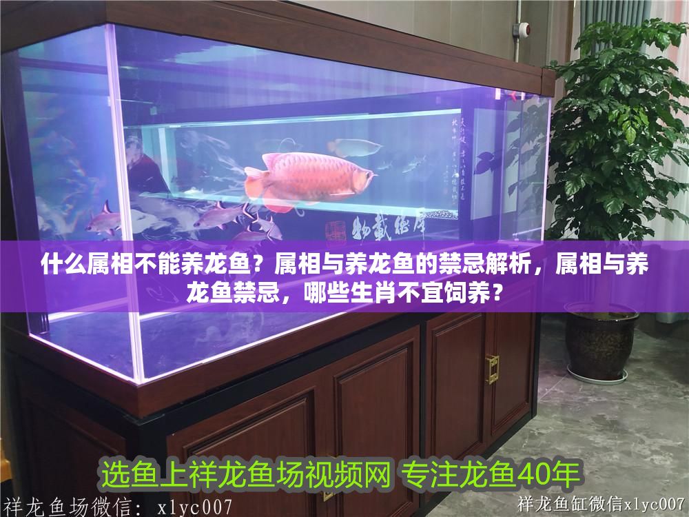 什么屬相不能養龍魚？屬相與養龍魚的禁忌解析，屬相與養龍魚禁忌，哪些生肖不宜飼養？