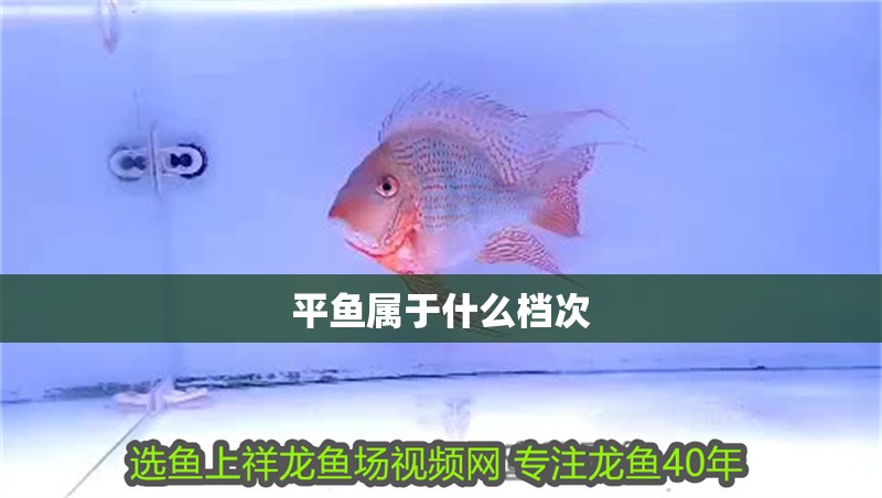 平魚屬于什么檔次