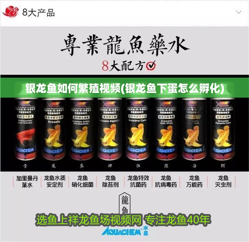 銀龍魚如何繁殖視頻(銀龍魚下蛋怎么孵化)