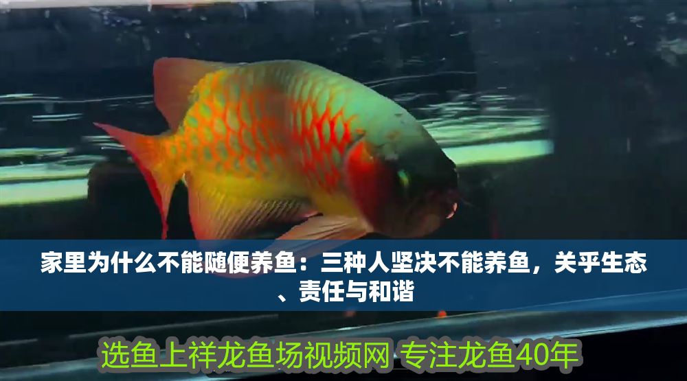 家里為什么不能隨便養魚：三種人堅決不能養魚，關乎生態、責任與和諧