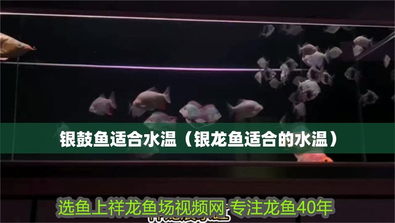 銀鼓魚適合水溫（銀龍魚適合的水溫）
