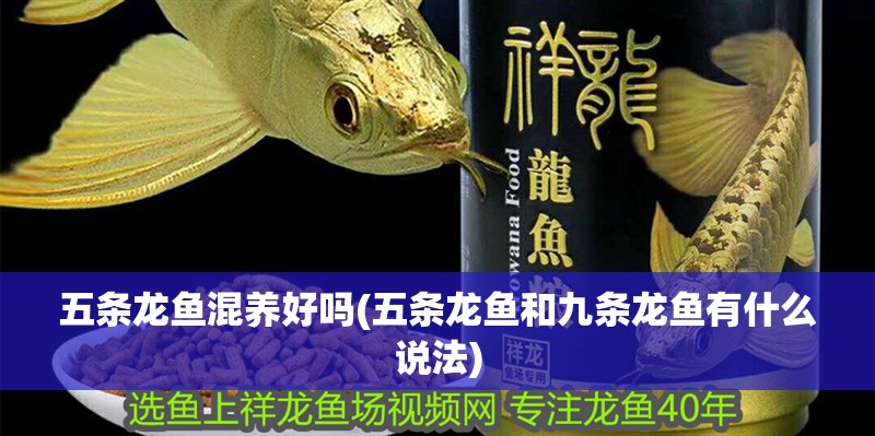 五條龍魚混養(yǎng)好嗎(五條龍魚和九條龍魚有什么說法)
