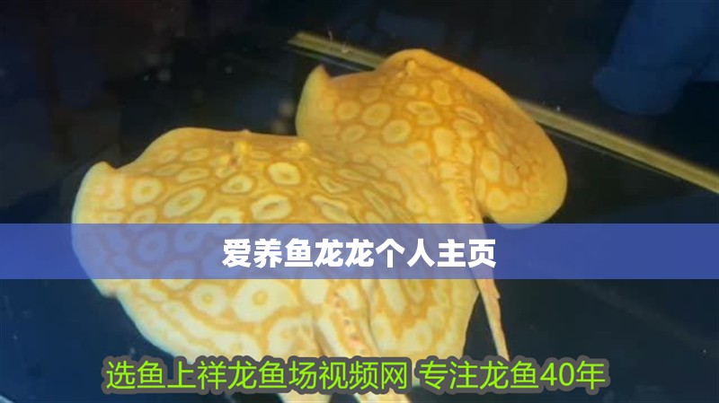 愛養(yǎng)魚龍龍個人主頁