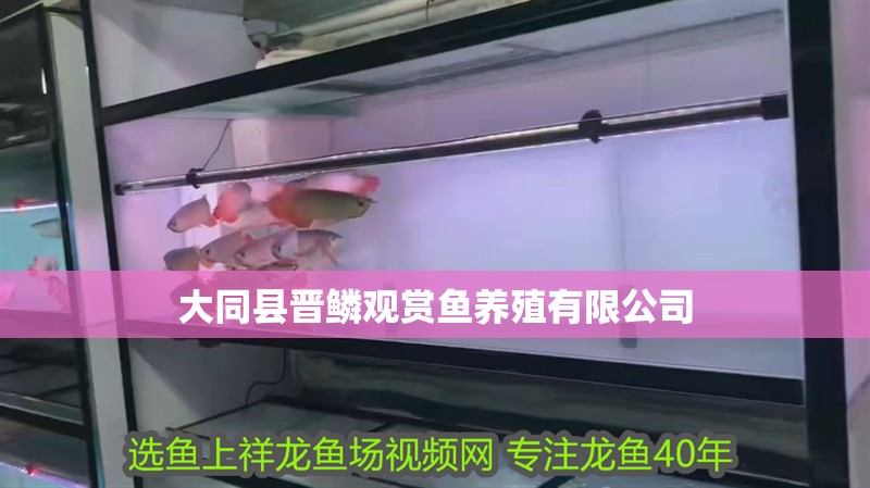 大同縣晉鱗觀賞魚養殖有限公司
