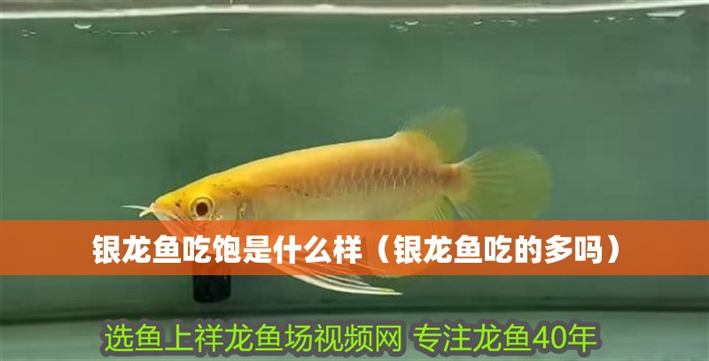 銀龍魚吃飽是什么樣（銀龍魚吃的多嗎）