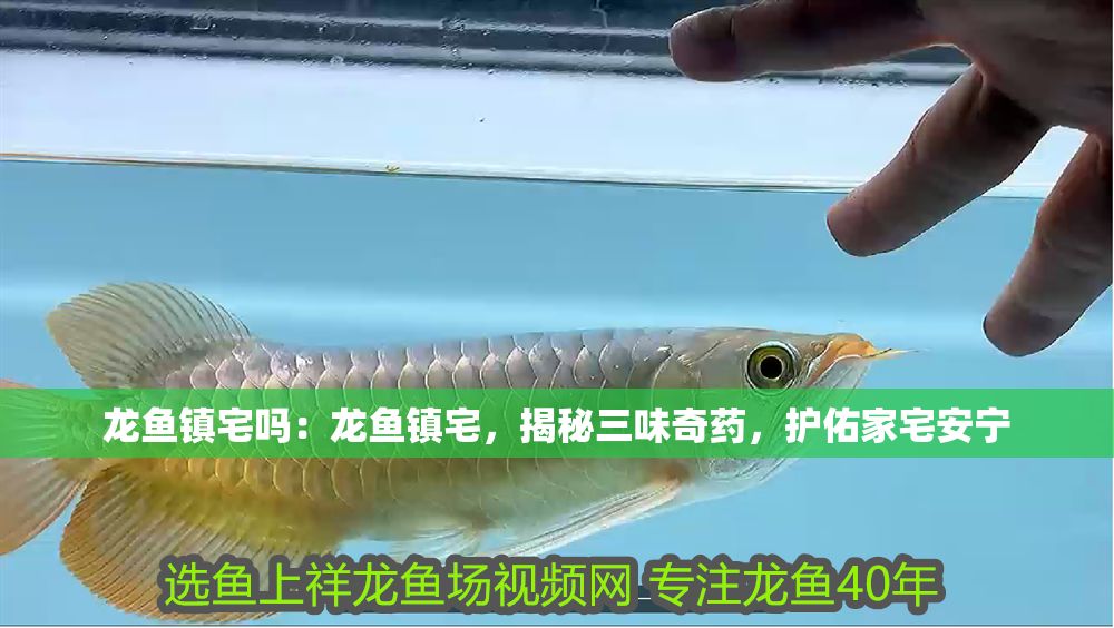 龍魚鎮宅嗎：龍魚鎮宅，揭秘三味奇藥，護佑家宅安寧