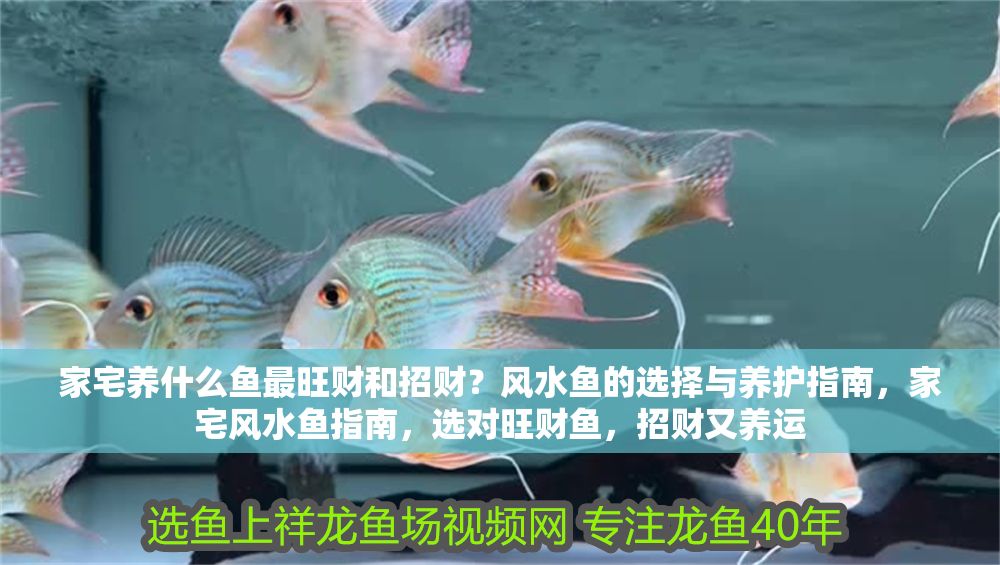 詳細(xì)閱讀:家宅養(yǎng)什么魚最旺財(cái)和招財(cái)?風(fēng)水魚的選擇與養(yǎng)護(hù)指南,家宅風(fēng)水魚指南,選對旺財(cái)魚,招財(cái)又養(yǎng)運(yùn) 家宅養(yǎng)什么魚最旺財(cái)和招財(cái)?風(fēng)水魚的選擇與養(yǎng)護(hù)指南,家宅風(fēng)水魚指南,選對旺財(cái)魚,招財(cái)又養(yǎng)運(yùn)