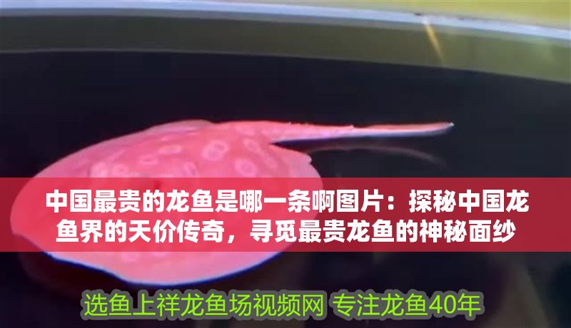 中國最貴的龍魚是哪一條啊圖片：探秘中國龍魚界的天價(jià)傳奇，尋覓最貴龍魚的神秘面紗