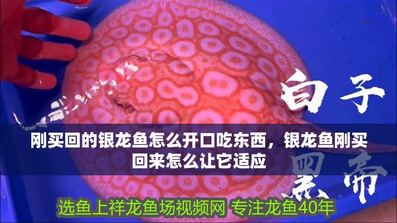 剛買回的銀龍魚怎么開口吃東西，銀龍魚剛買回來怎么讓它適應