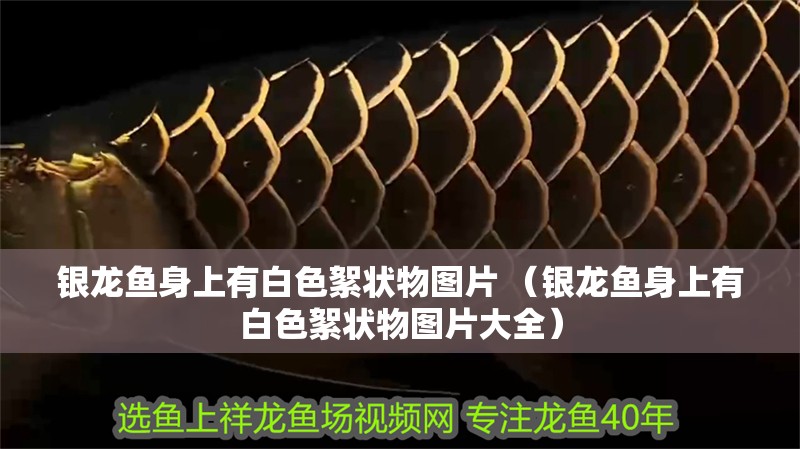 銀龍魚身上有白色絮狀物圖片 （銀龍魚身上有白色絮狀物圖片大全）