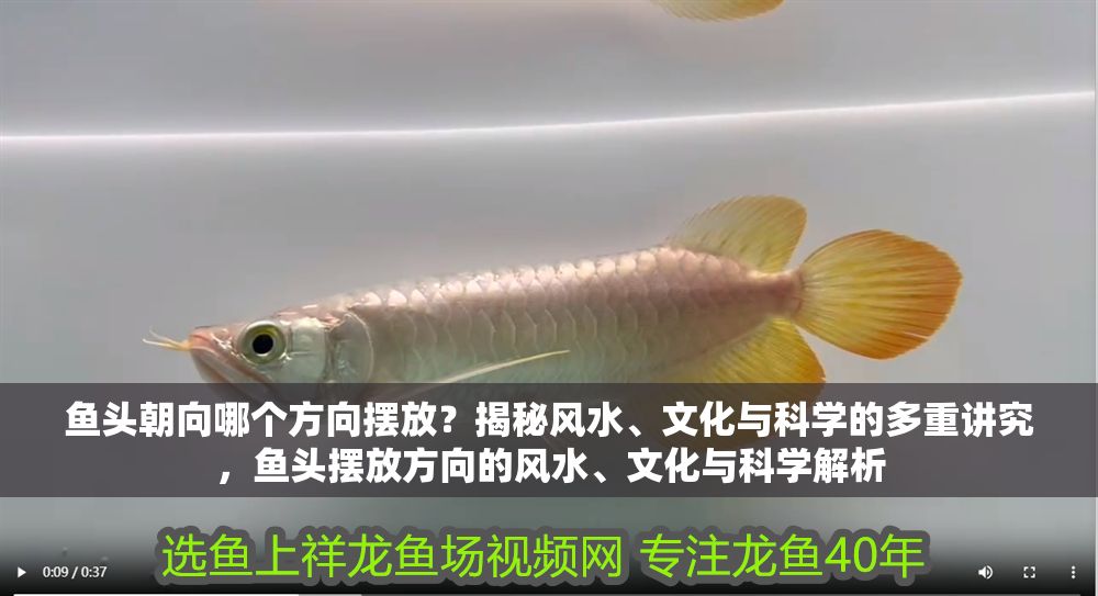 魚頭朝向哪個方向擺放？揭秘風水、文化與科學的多重講究，魚頭擺放方向的風水、文化與科學解析