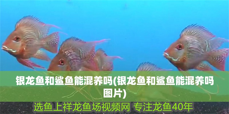 銀龍魚和鯊魚能混養(yǎng)嗎(銀龍魚和鯊魚能混養(yǎng)嗎圖片)