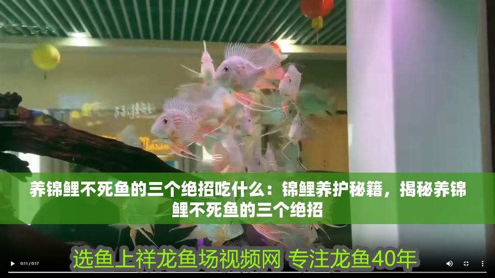 養錦鯉不死魚的三個絕招吃什么：錦鯉養護秘籍，揭秘養錦鯉不死魚的三個絕招