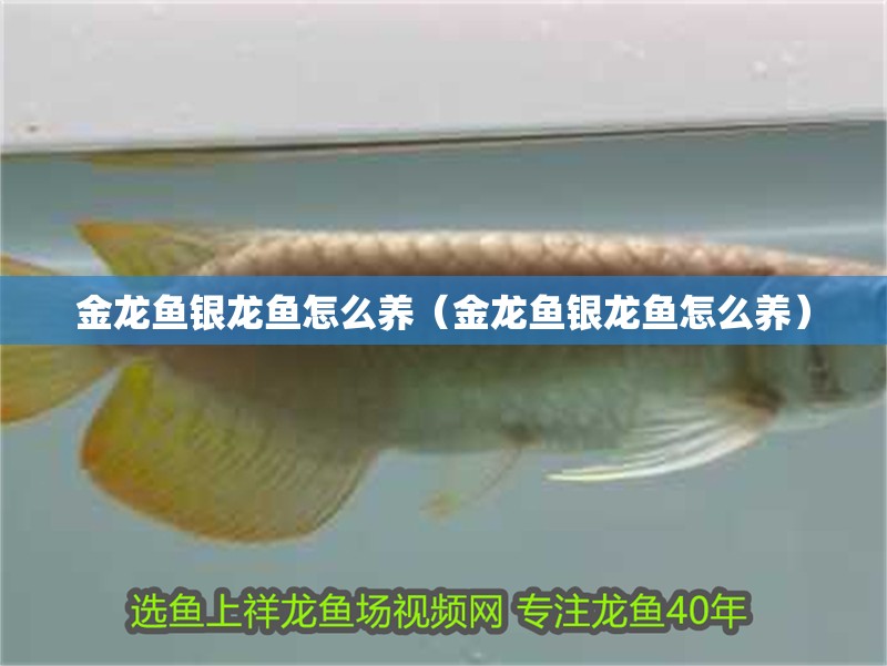 金龍魚銀龍魚怎么養（金龍魚銀龍魚怎么養）