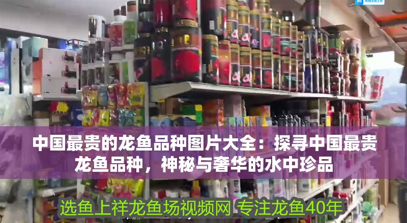 中國最貴的龍魚品種圖片大全：探尋中國最貴龍魚品種，神秘與奢華的水中珍品