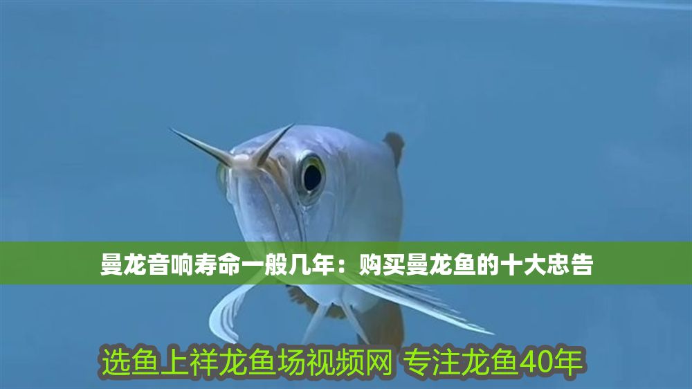 曼龍音響壽命一般幾年：購買曼龍魚的十大忠告