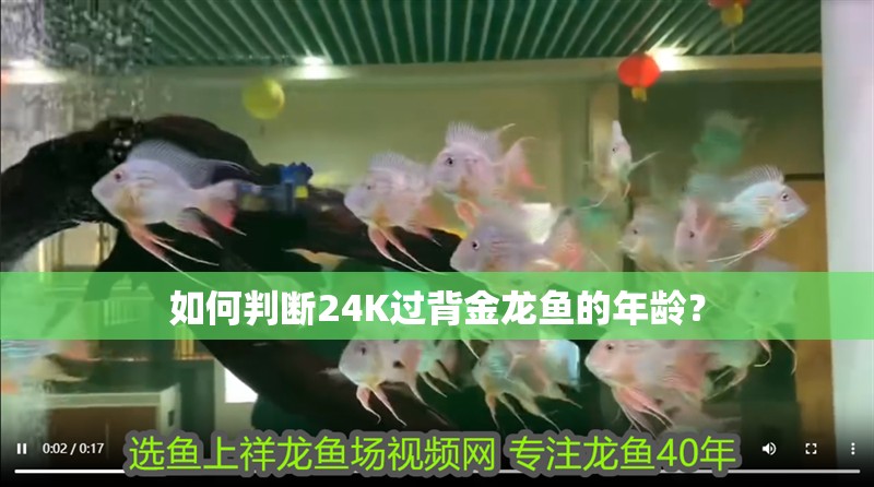 如何判斷24K過背金龍魚的年齡？