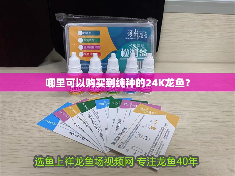哪里可以購買到純種的24K龍魚？