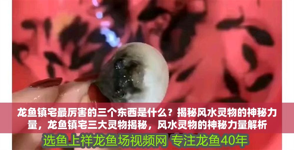 龍魚鎮(zhèn)宅最厲害的三個(gè)東西是什么？揭秘風(fēng)水靈物的神秘力量，龍魚鎮(zhèn)宅三大靈物揭秘，風(fēng)水靈物的神秘力量解析