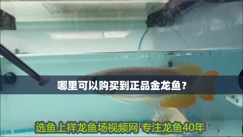 哪里可以購買到正品金龍魚？