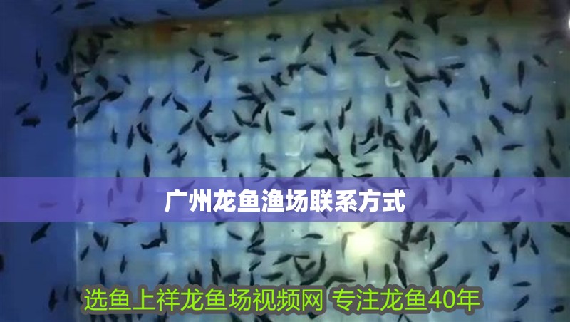 廣州龍魚漁場聯系方式