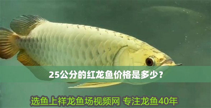 25公分的紅龍魚價格是多少？ 25公分的紅龍魚價格是多少？ 水族問答